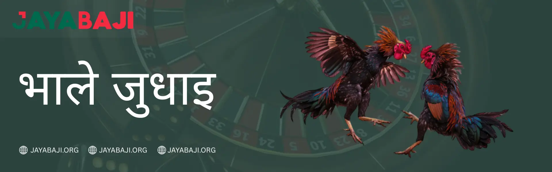 JAYABAJI नेपाल २०२६ मा ककफाइटिङ - लाइभ बेट एण्ड विन